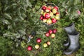 Gardener tools and apple harvest