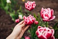 Gardener touch pink peony tulips with white edge growing in spring garden. Columbus variety. Flowers blooming outdoors Royalty Free Stock Photo