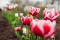 Gardener touch pink peony tulips with white edge growing in spring garden. Columbus variety. Flowers blooming outdoors Royalty Free Stock Photo