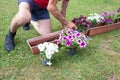 gardener transplants seedlings of petunias in a hanging pot to the window