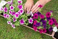 gardener transplants seedlings of petunias in a hanging pot to the window