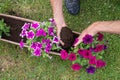 gardener transplants seedlings of petunias in a hanging pot to the window