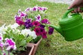 gardener transplants seedlings of petunias in a hanging pot to the window