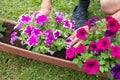 gardener transplants seedlings of petunias in a hanging pot to the window