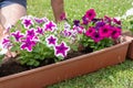 gardener transplants seedlings of petunias in a hanging pot to the window