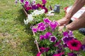 gardener transplants seedlings of petunias in a hanging pot to the window