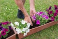 gardener transplants seedlings of petunias in a hanging pot to the window