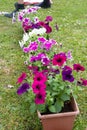 gardener transplants seedlings of petunias in a hanging pot to the window