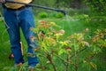 gardener treats the affected flower plants. Treatment of roses from fungal diseases. Pest control in the garden Royalty Free Stock Photo