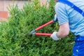 Gardener trimmed boxwood Royalty Free Stock Photo