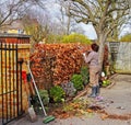 Gardener Trimming a Beech Hedge