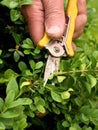 Gardener trimming bush. Cut of bended twig