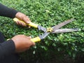Gardener trimming the bushes by gardening scissors