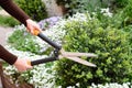 A gardener is trimming, cutting, pruning buxus, boxwood bush, shrub, forming a ball to encourage branching and new growth with