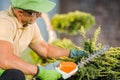 Gardener Trimming Decorative Tree Branches Using Cordless Grass Shears Royalty Free Stock Photo