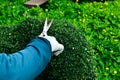 Gardener trimming hedge in the tree