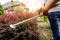 A gardener trimming shrub with hedge trimmer Royalty Free Stock Photo