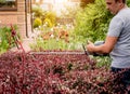 A gardener trimming shrub with hedge trimmer Royalty Free Stock Photo