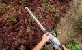 A gardener trimming shrub with hedge trimmer Royalty Free Stock Photo