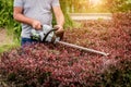 A gardener trimming shrub with hedge trimmer Royalty Free Stock Photo