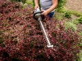 A gardener trimming shrub with hedge trimmer Royalty Free Stock Photo