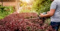 A gardener trimming shrub with hedge trimmer Royalty Free Stock Photo