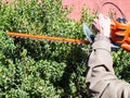 Gardener trims boxwood bushes with hedge trimmer Royalty Free Stock Photo