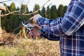 A gardener trims a fruit tree in the garden with scissors