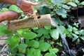 Gardener use the nature bamboo can to watering in the garden Royalty Free Stock Photo