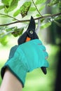 Gardener uses pruner in garden Royalty Free Stock Photo