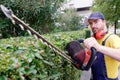 Gardener using an hedge clipper