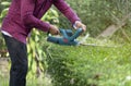 Gardener using hedge trimmer machine to bush trimming tree