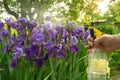 A gardener using a sprayer treats iris flowers from insects and pests for beautiful flowering. Preventive garden care Royalty Free Stock Photo