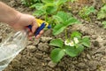 Gardener using a sprayer treats strawberries during flowering from insects and pests. Preventive garden care Royalty Free Stock Photo