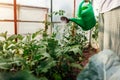 Gardener watering aubergine plants using watering can in greenhouse. Taking care of eggplant seedlings. Farming Royalty Free Stock Photo