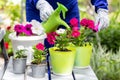The gardener is watering the flowers with a green little watering can. Transplanting flower plants into pots. Summer work in the