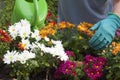 Gardener watering flowers in a greenhous or garden