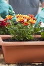 Gardener watering flowers in a greenhous or garden