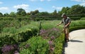 Gardener watering flowers of herbaceous border on a hot day.