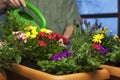 Gardener watering flowers in plant pots in a greenhouse Royalty Free Stock Photo