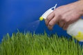 Gardener watering fresh green plant.White sprayer for plants, green plants against blue background