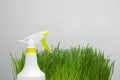 White water sprayer ad green plant against white background.Empty space for design.Concept of home gardening