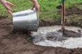 Gardener watering fruit tree seedlings