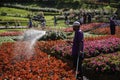 Gardener watering garden flowers in the garden with a hose