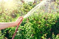 Gardener watering his blackberries bush