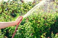 Gardener Watering His Blackberries Bush