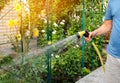 A gardener with a watering hose and a sprayer water the flowers in the garden on a summer sunny day. Sprinkler hose for irrigation Royalty Free Stock Photo