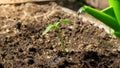 Gardener watering small green plant sprouts growing in soil on garden bed. Concept of healthy nutrition, bringing new Royalty Free Stock Photo