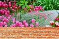 Gardener is watering in tulip plantation .the beautiful  pink tulips in garden.the pastel pink color on flower leaves.with brick Royalty Free Stock Photo