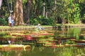 Gardener in waterproof uniform cleaning the water pond with giant leavec of Amazonian Lilies